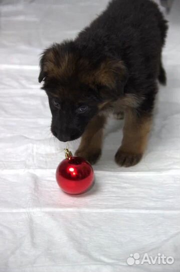 Щенки немецкой овчарки