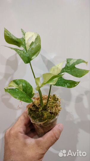 Рафидофора тетрасперма вар,Блэк Кардинал вар