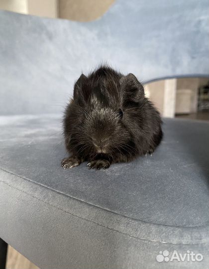 Морская свинка девочка