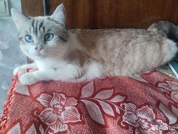 Охос азулес