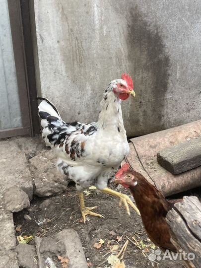 Молодые петухи Ливенские,пушкинские,борковская