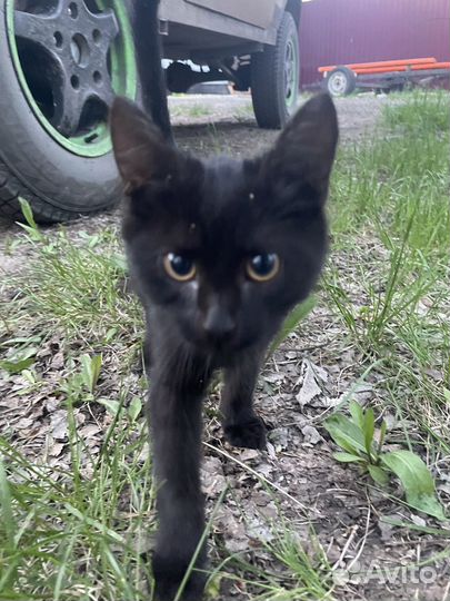 Котята крысыловы