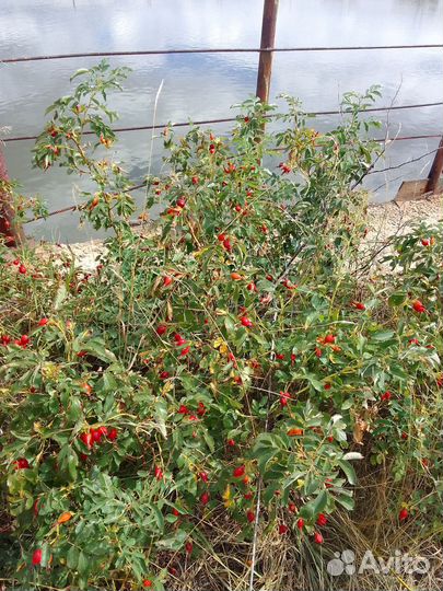 Шиповник свежий сбор