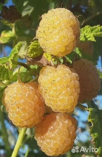 Саженцы малина гордость россии