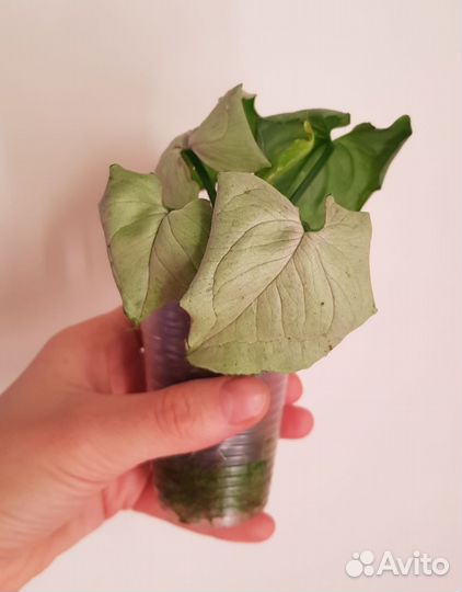 Филодендрон, сингониум и др