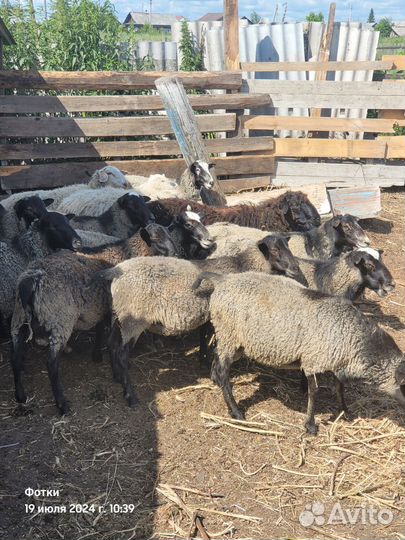 Овцы бараны