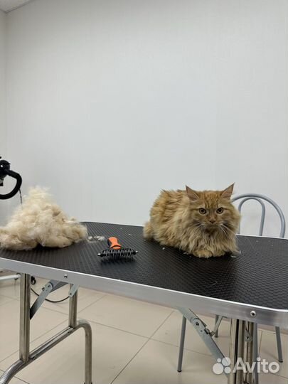 Груминг собак и кошек