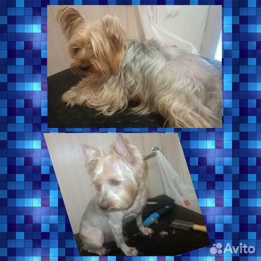 Стрижка кошек