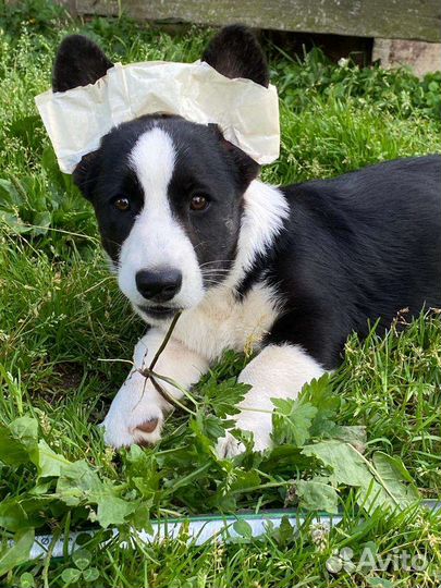 Вельш-корги