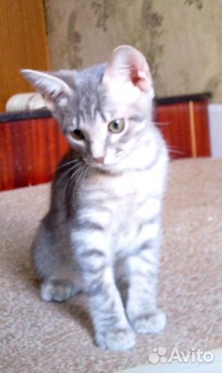 Котомальчики в теплые ручки