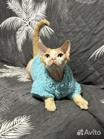 Одежда для собаки или кошки на заказ