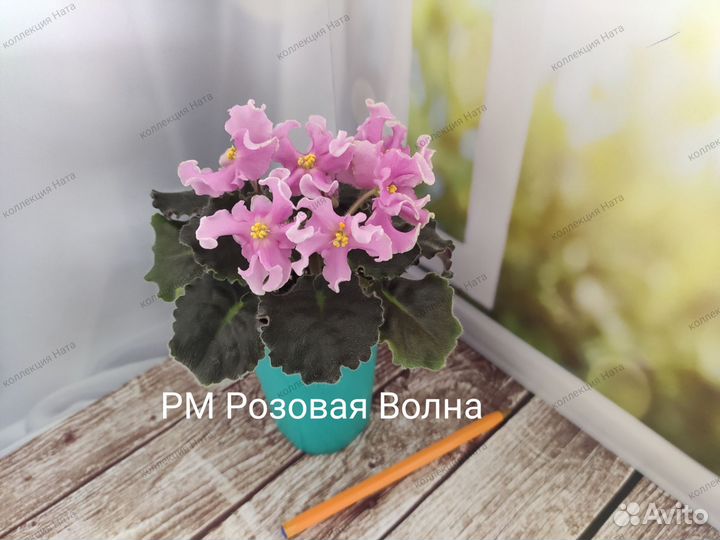 Фиалки цветущие в горшке