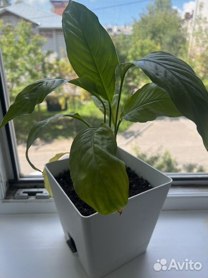 Спатифиллум