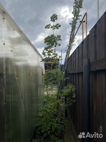 Клен остролистный (платановидный)