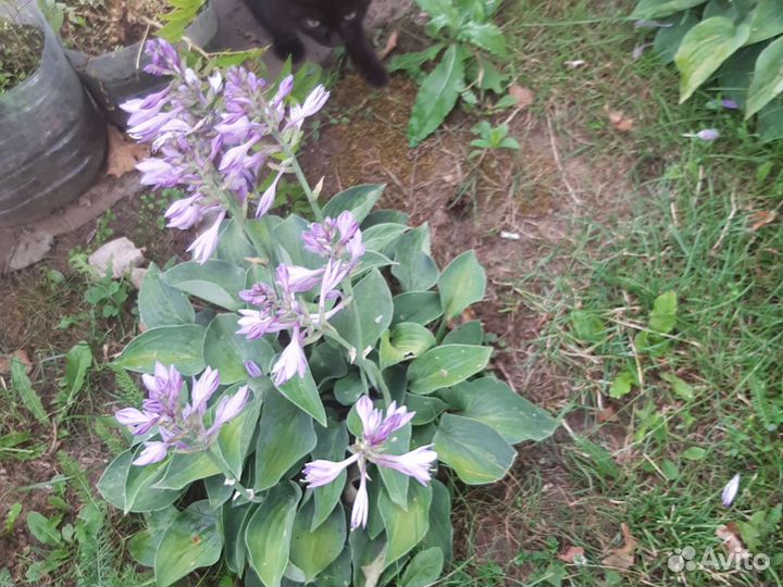 Саженцы калины бульдонеж и цветы многолетники