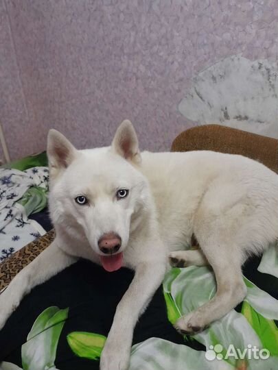 Сибирский хаски