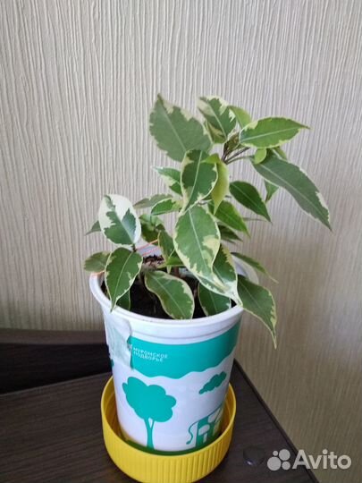 Фикус Бенжамина (двуцветный)