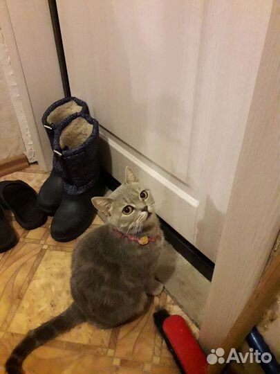 Кошка в добрые руки