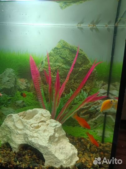 Аквариум 20л со всем содержимым