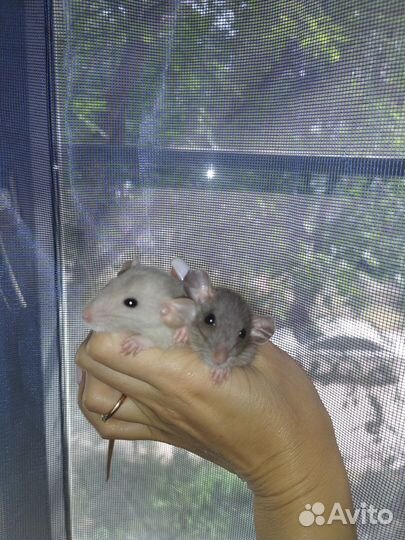 Крысята Дамбо голубые бурмизы черный соболь