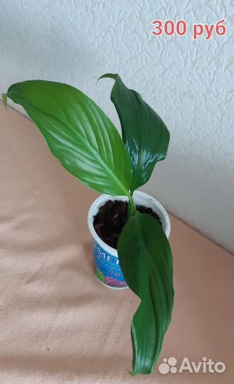 Комнатные цветы (дифенбахия традесканция монстера)