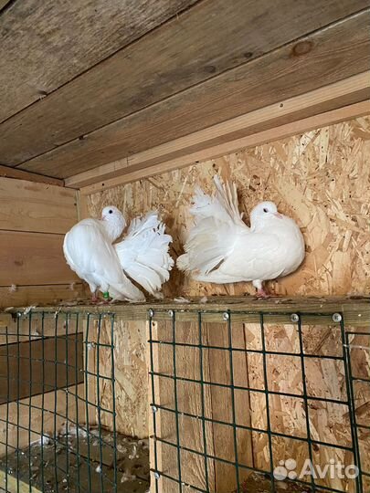 Голуби павлины