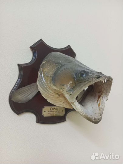 Чучело сома