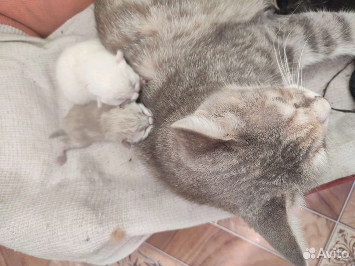 Кошка в дар бесплатно