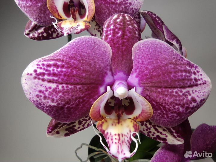Орхидея фаленопсис редкий сорт