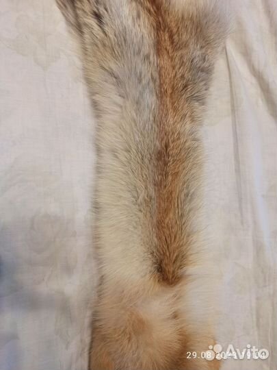 Шкуры лисы