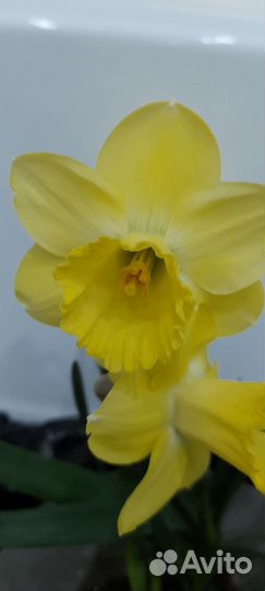 Нарциссы с луковицами