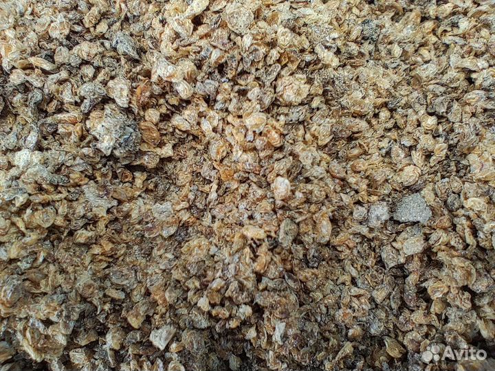 Дафния сухая