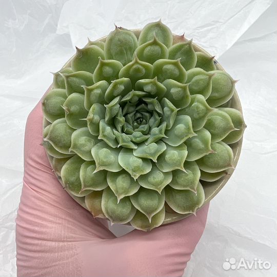 Суккуленты/ Эчеверии