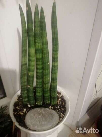 Сансевиерия цилиндрика