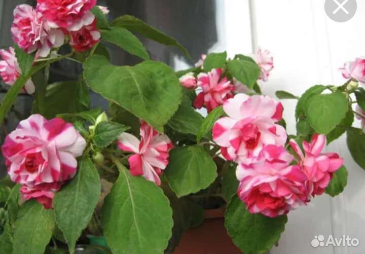 Бальзамин Клубника со сливками