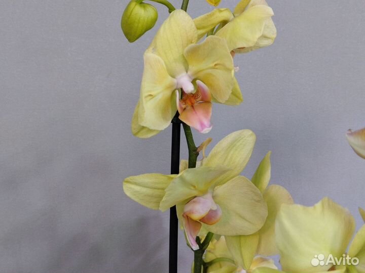 Орхидея фаленопсис бабочка