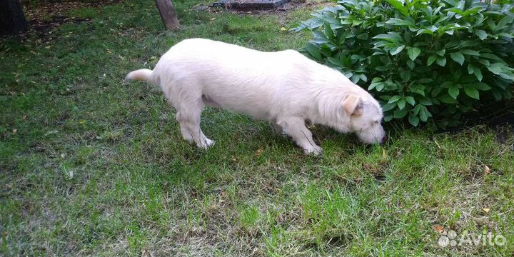 Собачка Боня