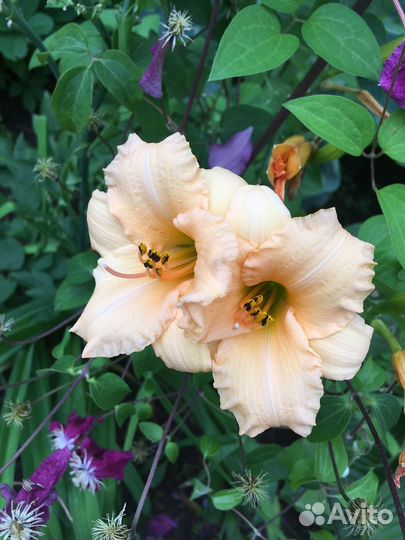 Распродажа кустов лилейников