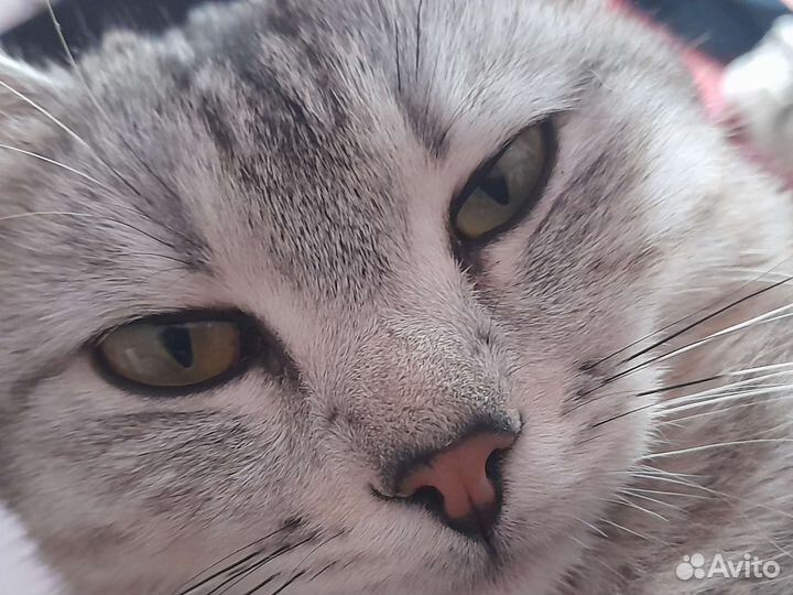 Кошка в дар