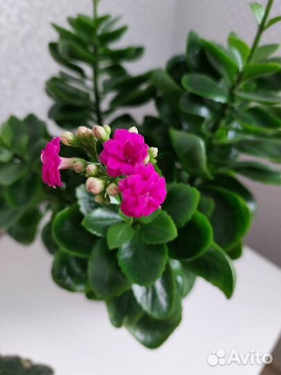 Домашние цветы - Каланхоэ Блоссфельда