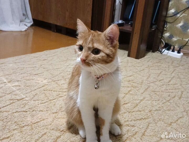 Кошка в добрые руки бесплатно