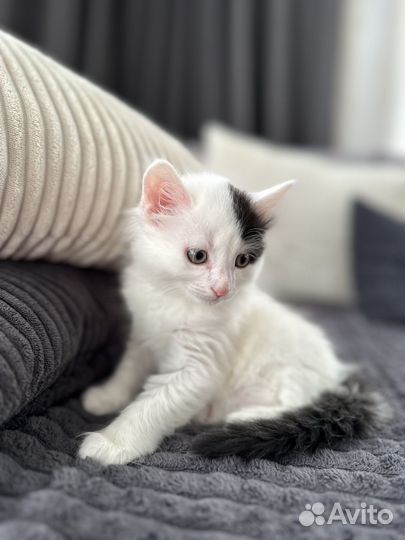 Отдам в добрые руки котят