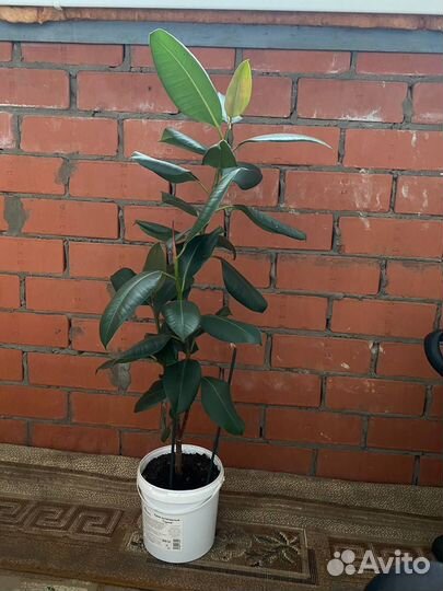 Фикус робуста 80 см
