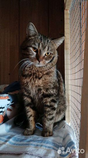 Брутал Бруно