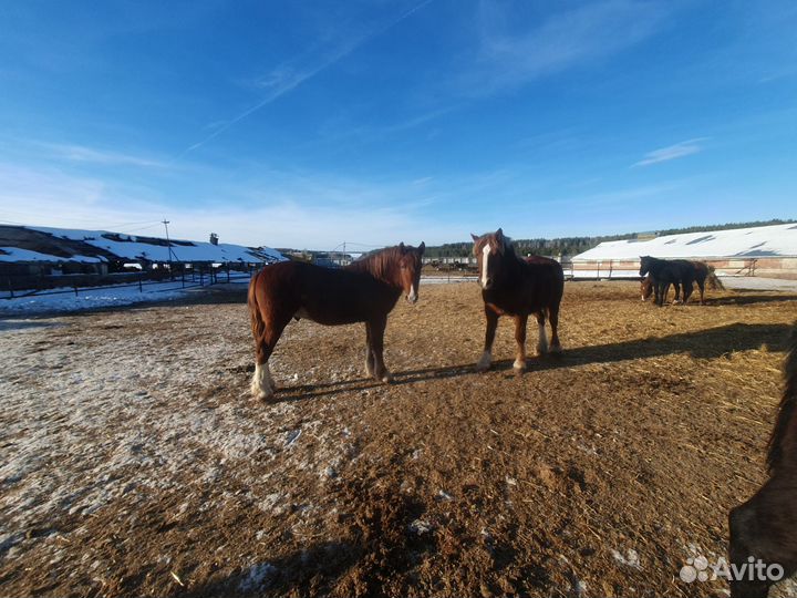 Жеребец тяжеловоз