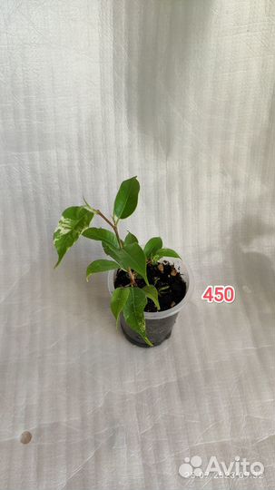 Фикусы сортовые