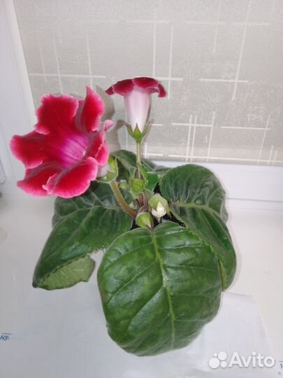 Глоксиния цветущая