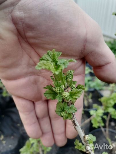 Красная смородина