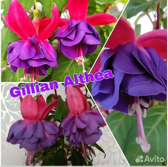 Фуксия (детки)