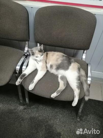 Отдадим кошечку